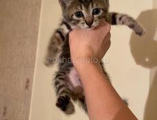 срочно отдам котят в добрые руки