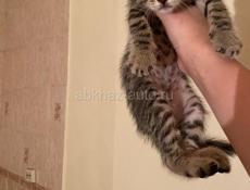 срочно отдам котят в добрые руки