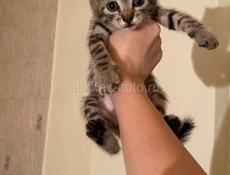 срочно отдам котят в добрые руки