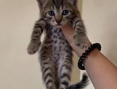 срочно отдам котят в добрые руки