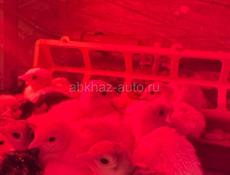Индюшата