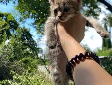 срочно в добрые руки