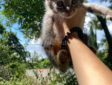 срочно в добрые руки