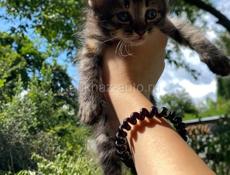 срочно в добрые руки