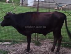 Продажа бычка
