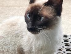 Продаеться Тайская кошка
