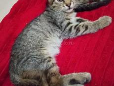 Отдаём котёнка в добрые руки!