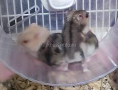 Джунгарские хомячки