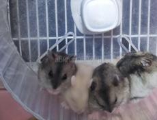 Джунгарские хомячки