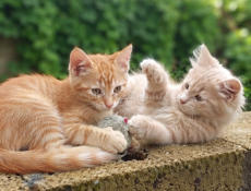 Ищет дом очаровательный рыжий котёнок 🧡