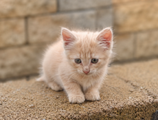 Ищет дом очаровательный рыжий котёнок 🧡