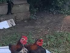 Продаю декоративные петухи