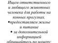 Сотрудник на конные прогулки