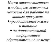 Сотрудник на конные прогулки