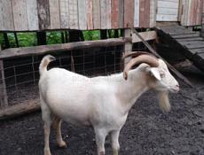 Козёл