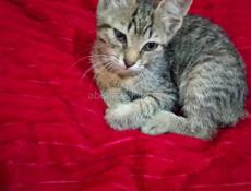 ОТДАЁМ КОТЁНКА В ДОБРЫЕ РУКИ 