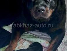 Щенки РОТВЕЙЛЕР 