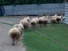 Продам овец 