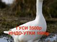 ГУСИ, ИНДО-УТКИ