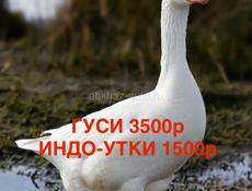 ГУСИ, ИНДО-УТКИ