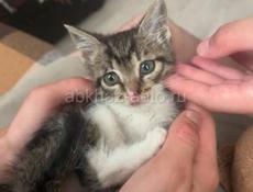 Отдаем котенка 