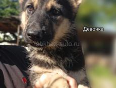 Немецкая овчарка