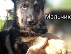 Немецкая овчарка