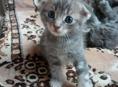 Продам чудесных котят от шотландской кошки