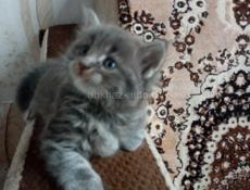 Продам чудесных котят от шотландской кошки