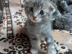 Продам чудесных котят от шотландской кошки