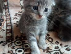 Продам чудесных котят от шотландской кошки