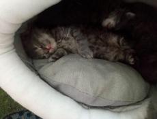 Продам чудесных котят от шотландской кошки