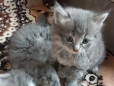 Продам чудесных котят от шотландской кошки