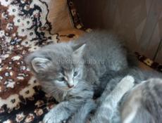 Продам чудесных котят от шотландской кошки