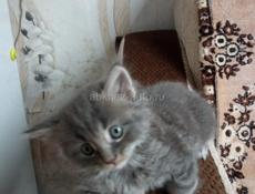 Продам чудесных котят от шотландской кошки