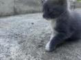 Отдам в хорошие руки котенка . 
