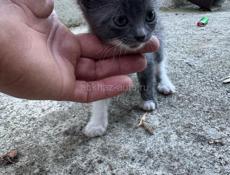 Отдам в хорошие руки котенка . 