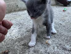 Отдам в хорошие руки котенка . 