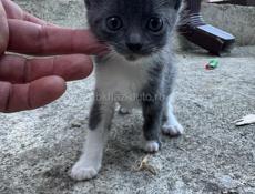 Отдам в хорошие руки котенка . 