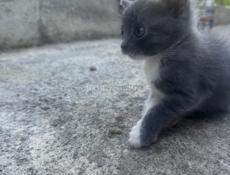 Отдам в хорошие руки котенка . 