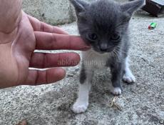 Отдам в хорошие руки котенка . 