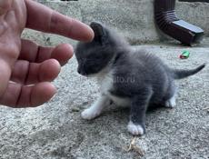 Отдам в хорошие руки котенка . 