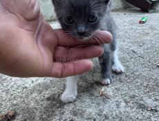 Отдам в хорошие руки котенка . 