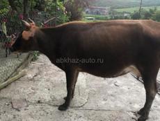 Продается корова с телочкой