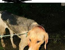 Пропала 