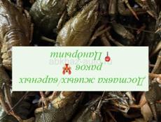 Раки живые / варенные 