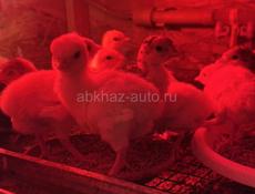 Индюшата здоровые