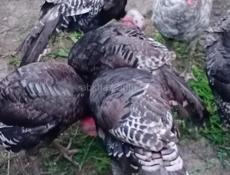Индюшки