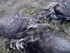 Индюшки