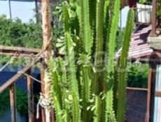 КАКТУС
